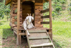Medellín: La Casa Grande Kaffee-Hacienda – Kaffee-Erlebnis