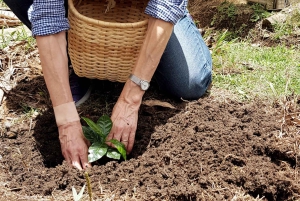 Medellín: La Casa Grande Kaffee-Hacienda – Kaffee-Erlebnis