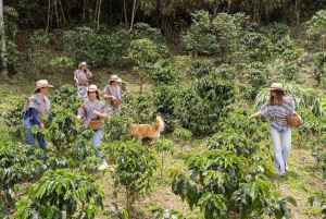 Medellín: La Casa Grande Kaffee-Hacienda – Kaffee-Erlebnis