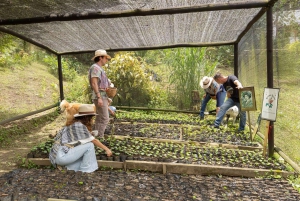 Medellín: La Casa Grande Kaffee-Hacienda – Kaffee-Erlebnis