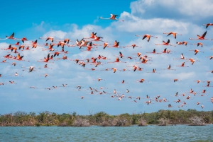 Palomino: Sanctuary of Flamingos Day Tour