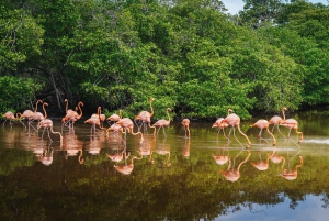 Palomino: Sanctuary of Flamingos Day Tour