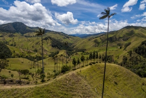 Salento: Cocora Valley Tour with Coffee Farm Visit