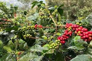 Salento: Cocora Valley Tour with Coffee Farm Visit