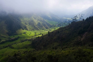 Salento: Cocora Valley Tour with Coffee Farm Visit