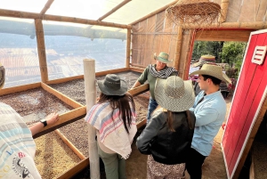 Salento: gedeelde tour door een koffieboerderij