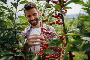 Salento: tradycyjna wycieczka kawowa z przejażdżką Jeepem Willys