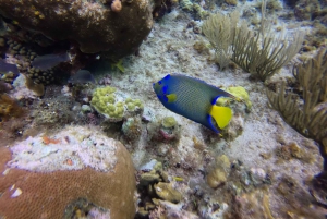 San Andrés: Guided Scuba Diving Trip with Hotel Transfer