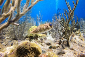 San Andrés: Guided Scuba Diving Trip with Hotel Transfer