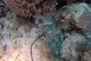 San Andrés: Guided Scuba Diving Trip with Hotel Transfer