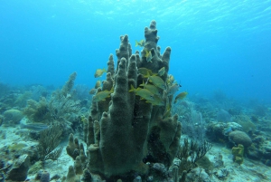 San Andrés: Guided Scuba Diving Trip with Hotel Transfer
