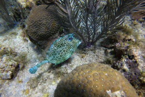 San Andrés: Guided Scuba Diving Trip with Hotel Transfer