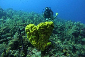 San Andrés : cours PADI Open Water Diver avec certification