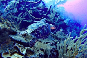 San Andres: SCUBA Diving Experience with Hotel Pickup