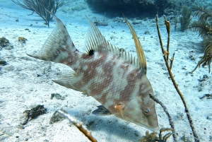 San Andres: SCUBA Diving Experience with Hotel Pickup