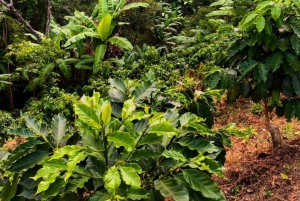 Arhuaco – rdzenna wioska w Mince: natura i mądrość