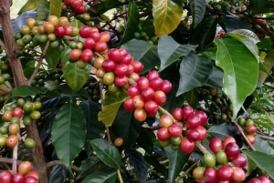 Arhuaco – rdzenna wioska w Mince: natura i mądrość