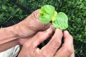 Arhuaco – rdzenna wioska w Mince: natura i mądrość