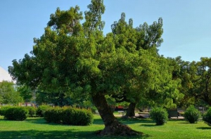 Five parks in Santiago de Chile where you can do free sport