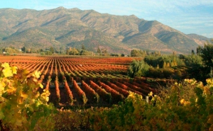 Getting to know the Wineries of Chile