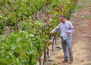 Getting to know the Wineries of Chile