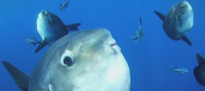 Watersports in Malaga