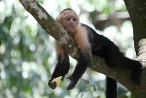 San Jose: Monteverde Sky Tram & Hanging Bridges Day Tour