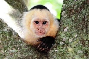 San Jose: Monteverde Sky Tram & Hanging Bridges Day Tour