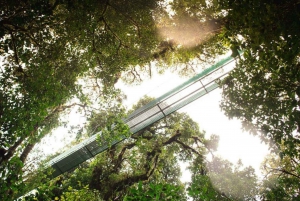 San Jose: Monteverde Sky Tram & Hanging Bridges Day Tour