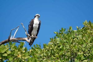 Tamarindo: Howler Monkey Mangrove Kayaking Tour