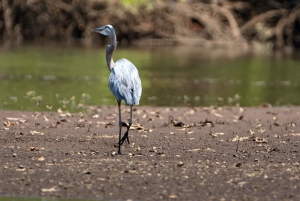 Tamarindo: Howler Monkey Mangrove Kayaking Tour