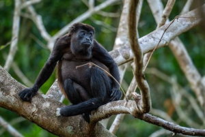 Tamarindo: Howler Monkey Mangrove Kayaking Tour