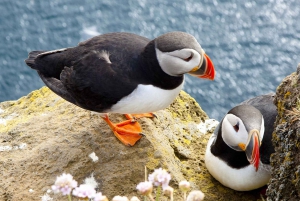 From Galway: Cliffs of Moher and The Burren Full Day Tour