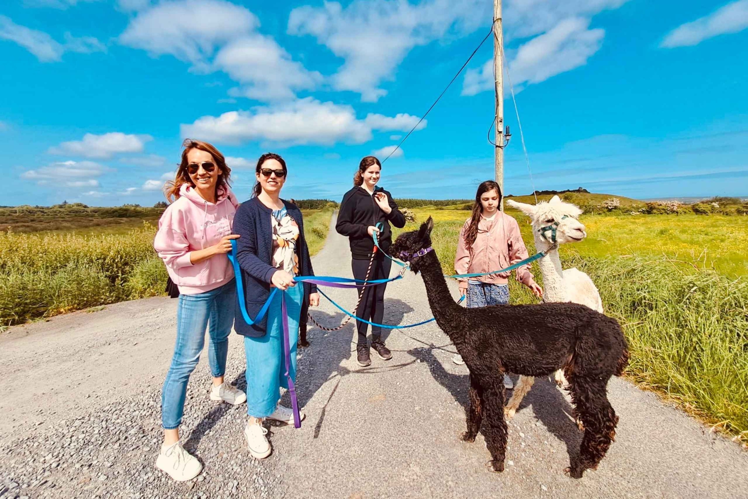 Loop Head: Alpaca Experience ze spacerem i przędzeniem wełny