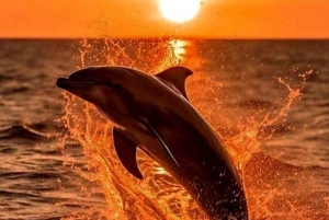 3hours Dolphin Sunset watching with unlimited drinks +dinner