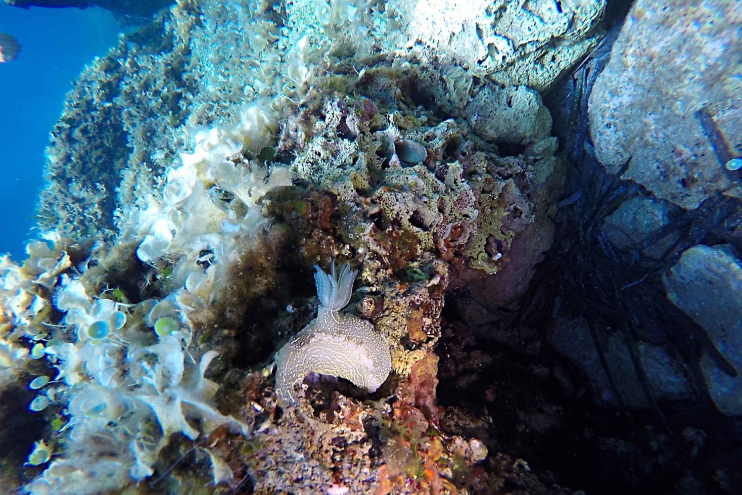 Дубровник: 1-дневный ознакомительный курс подводного плавания