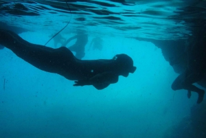 Dubrovnik: Blå grottan & Sunj Beach båttur med dryck