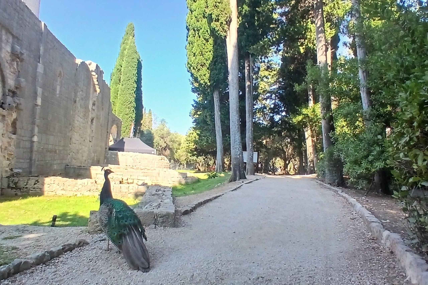 ロクルム島の絶景ハイキング：歴史、自然、物語をご堪能ください