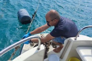 Dubrovnik: Oyster, Mussles, and Wine Tasting Tour in Ston