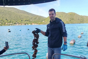 Dubrovnik: Oyster, Mussles, and Wine Tasting Tour in Ston