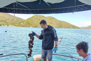 Dubrovnik: Oyster, Mussles, and Wine Tasting Tour in Ston