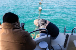 Dubrovnik: Oyster, Mussles, and Wine Tasting Tour in Ston