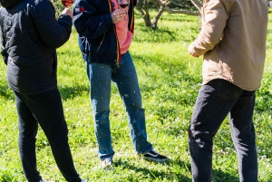 Dubrovnik: Oyster, Mussles, and Wine Tasting Tour in Ston