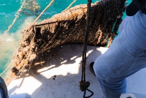 Dubrovnik: Oyster, Mussles, and Wine Tasting Tour in Ston