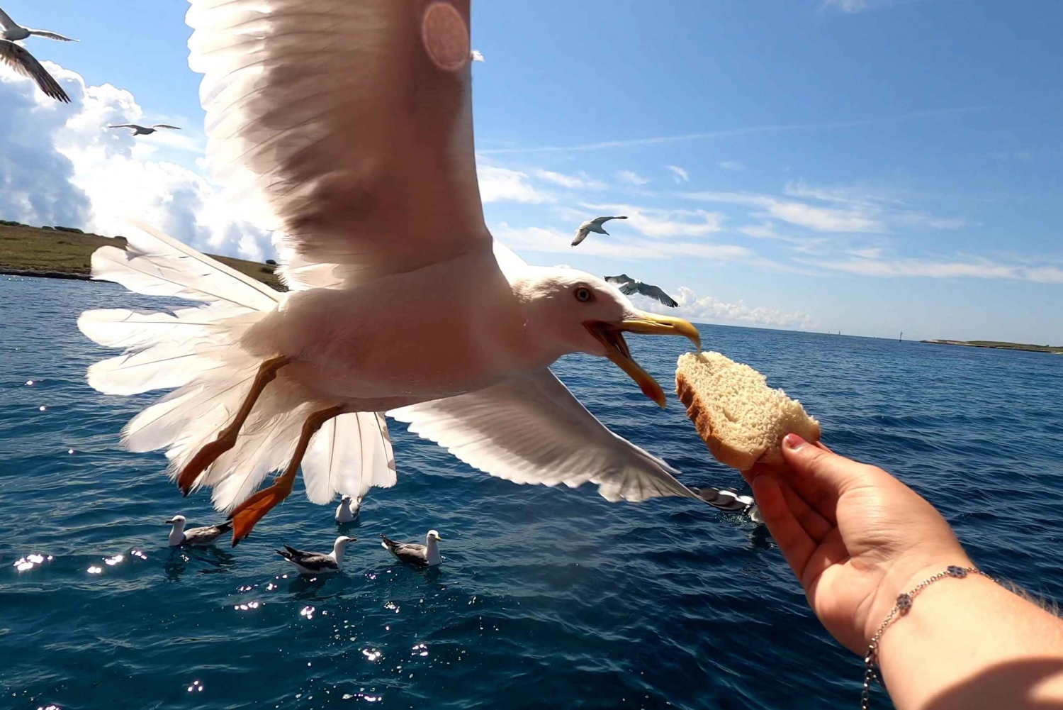 Excursión de un día en barco Medulin, Cueva azul, Cres + búsqueda de delfines