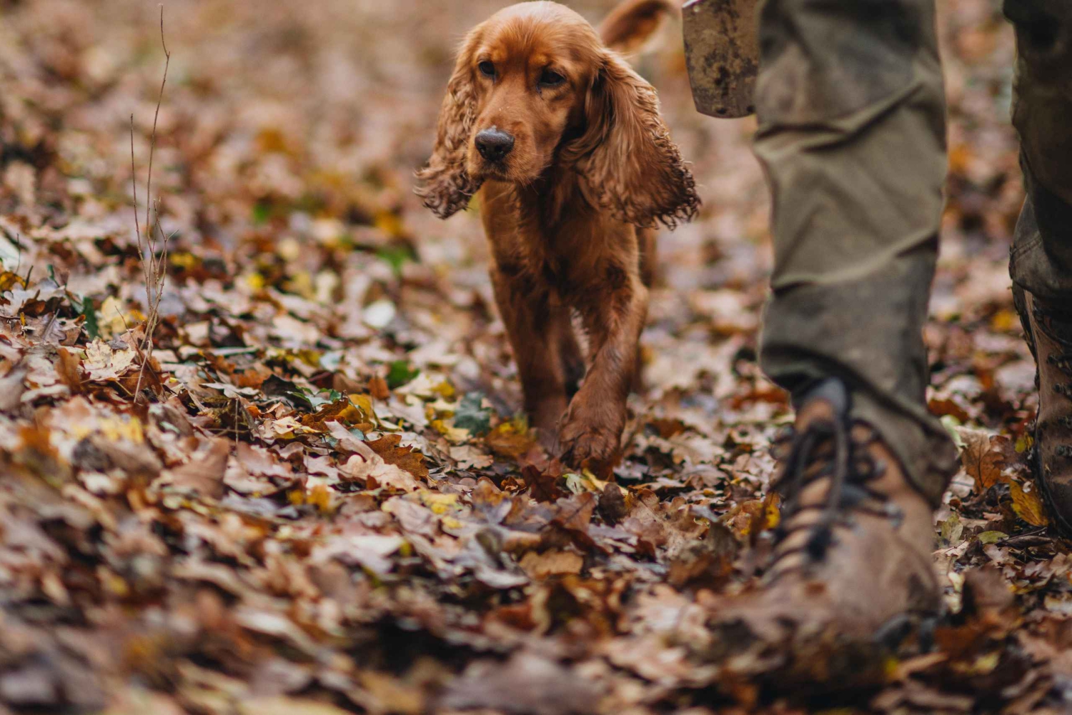 Istrien: Trüffeljagd, Verkostung und Kulturerbe – private Tour