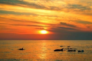 Kamenjak: Medulin Sunset Dolphin Tour