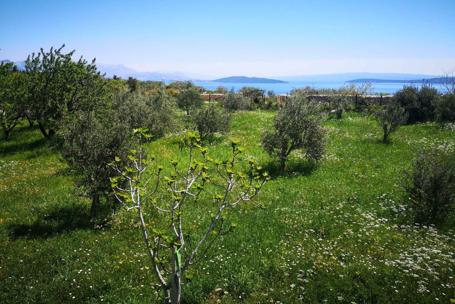 Kastela: Vin- og olivensmakingstur med delikatesser og levende musikk