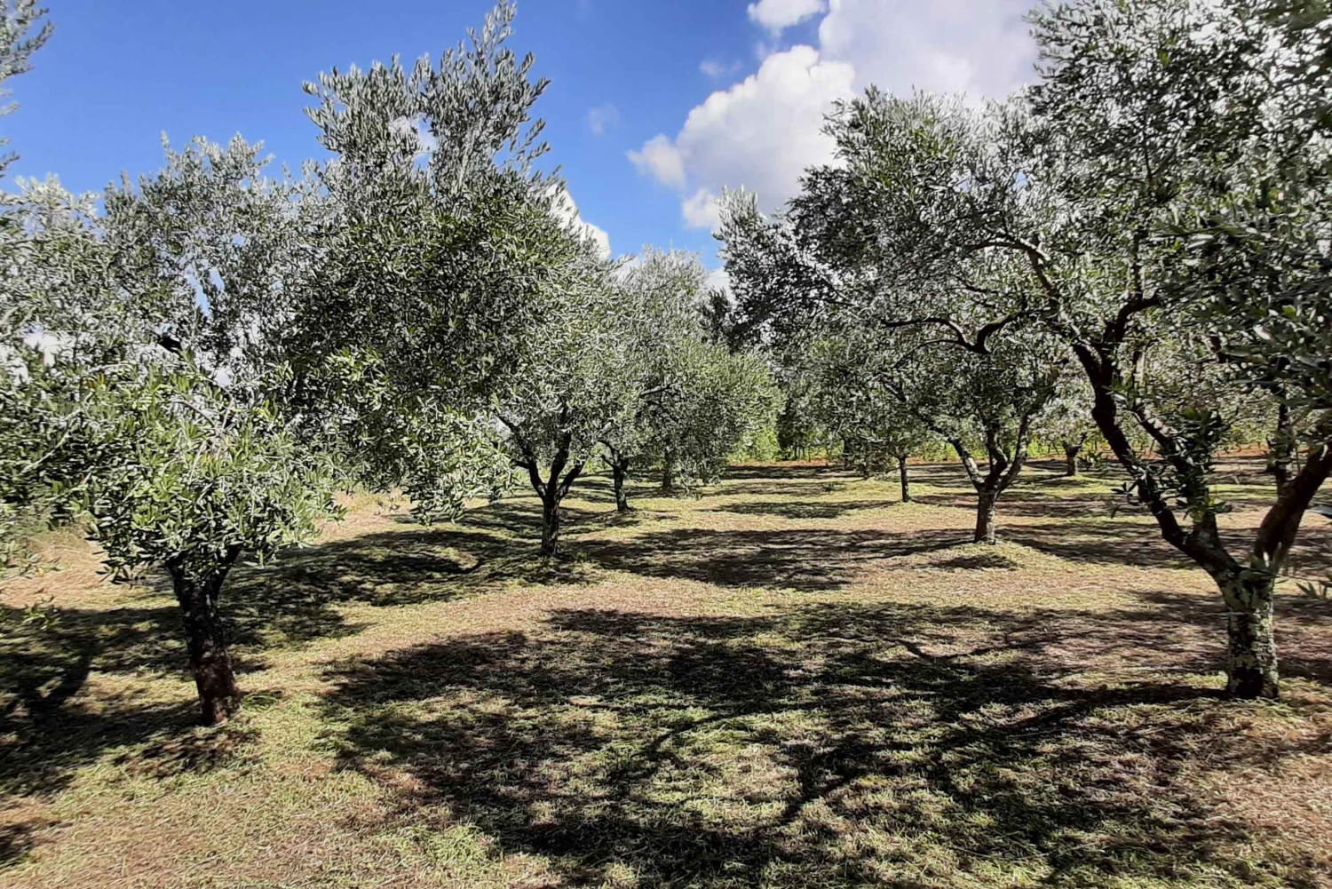 Poreč: Olive Grove Walk and Tasting with Local Products