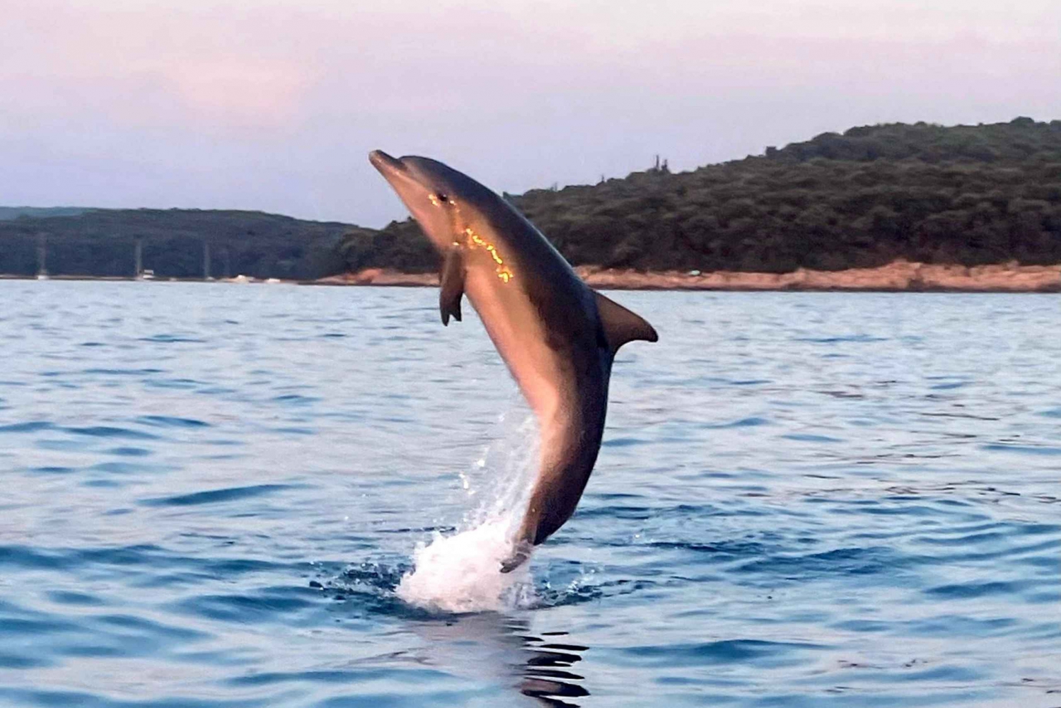 Rovinj: Delt delfin- og solnedgangstur med drikke